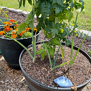 Chives and tomatoes